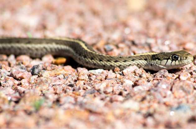 snake
