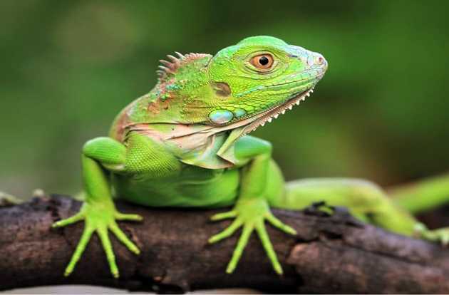 iguana