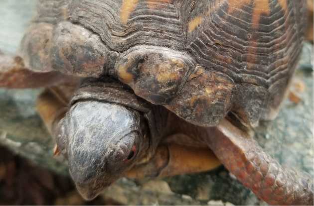 tortoise