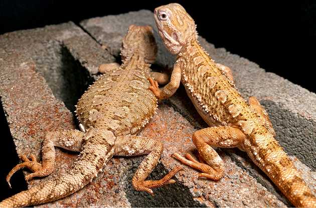 bearded dragon