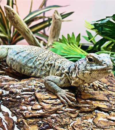 lizard