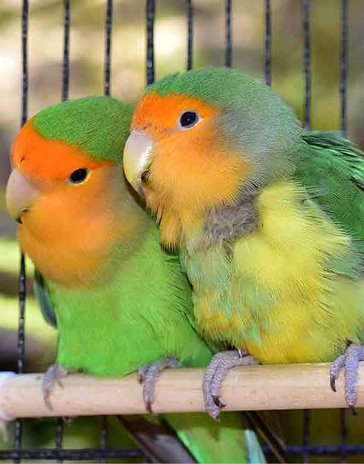 parrot