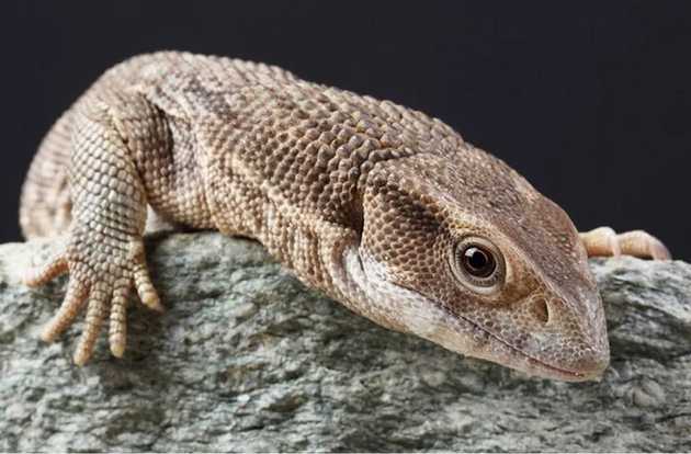 lizard
