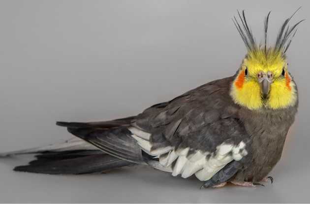 parrot