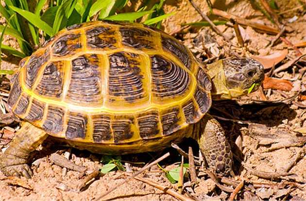 tortoise