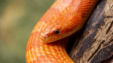 reptile wellness exam