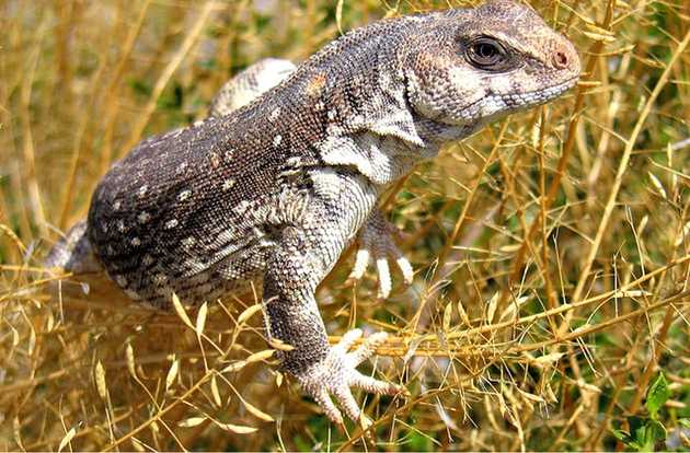 iguana
