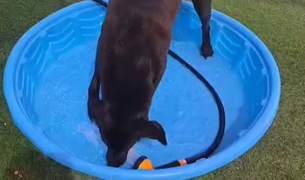 Video of a dog splashing in a wading pool in the play yard