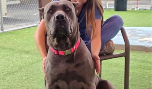 Cane corso sitting with a staff member in the outdoor play yard