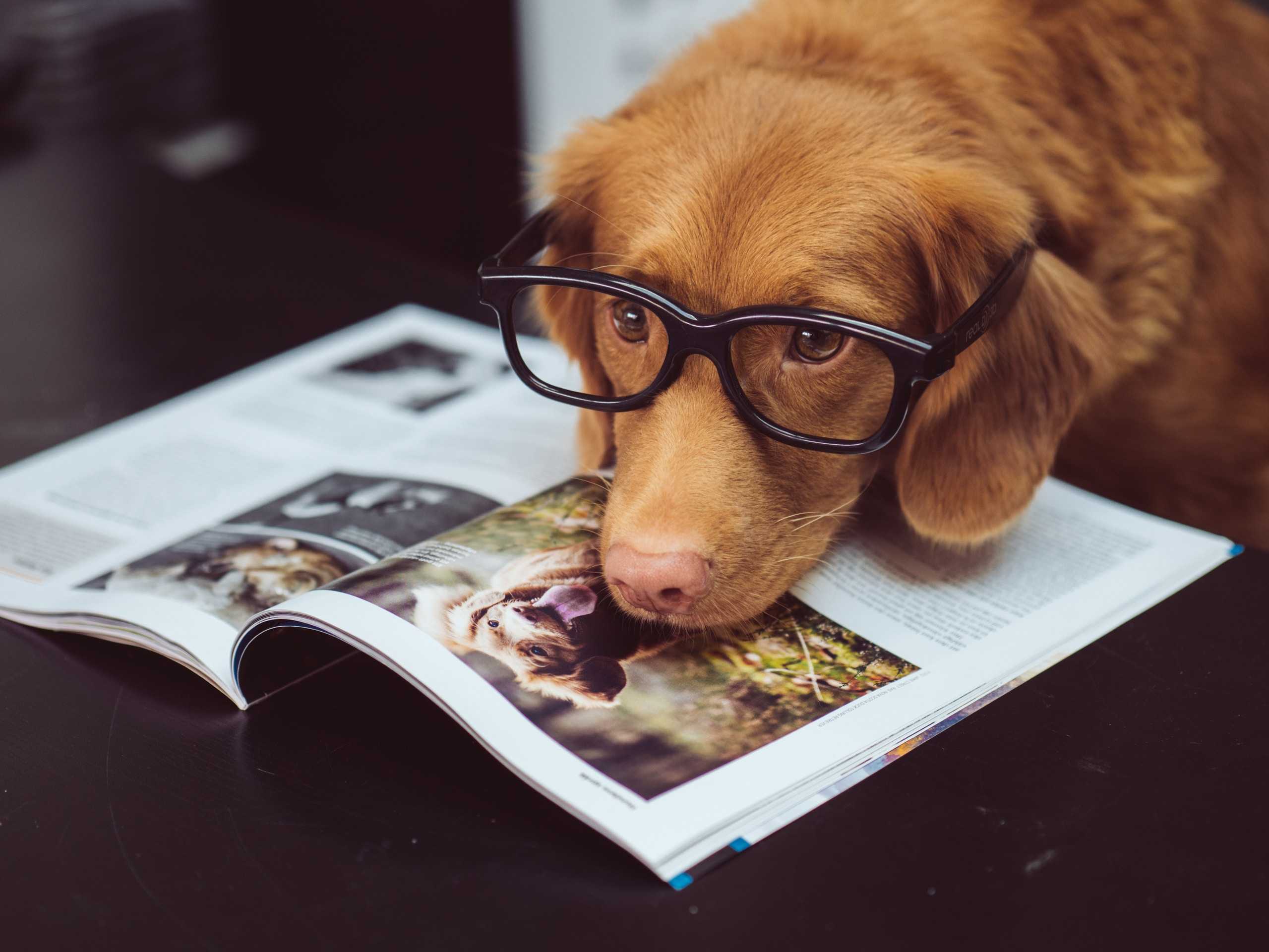 dog lying over a magazing showing a photo of a very similar dog