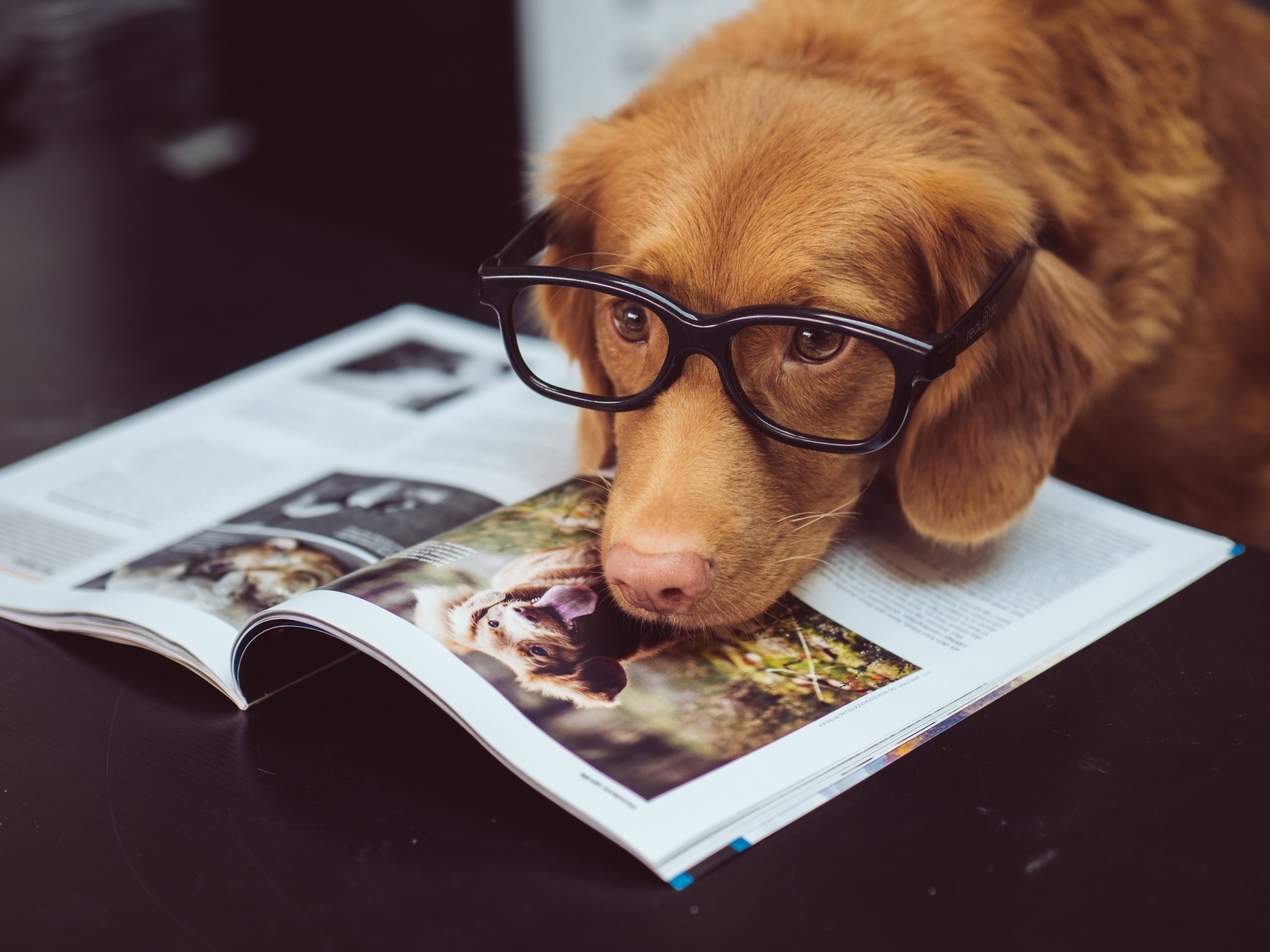 dog lying over a magazing showing a photo of a very similar dog