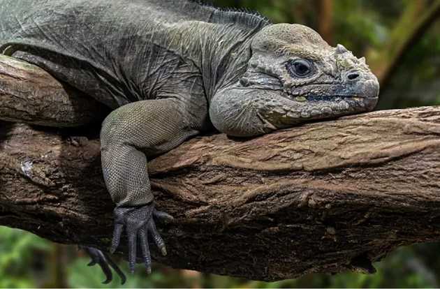 iguana