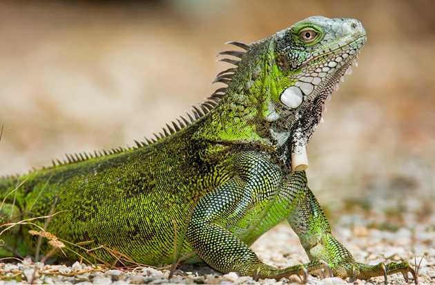 lizard
