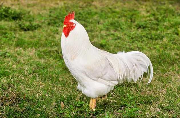 avian