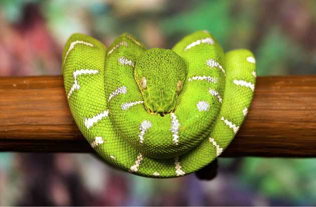 reptile wellness exam