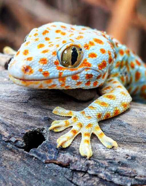 reptile wellness exam