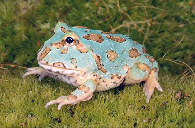 reptile