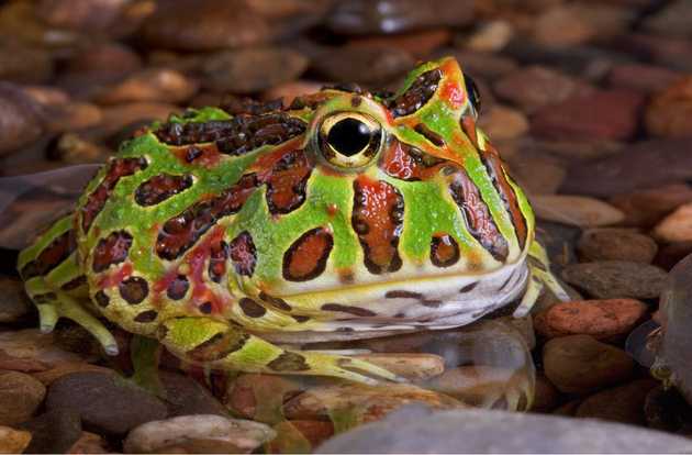 reptile