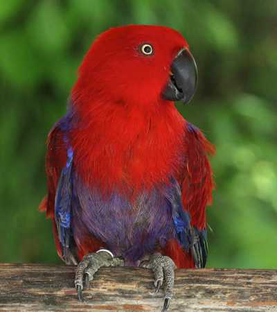 bird health check