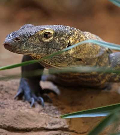 iguana