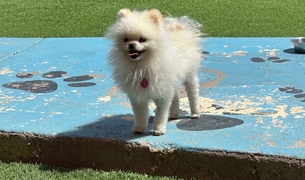 Cream Pomeranian standing on the paw print play platform