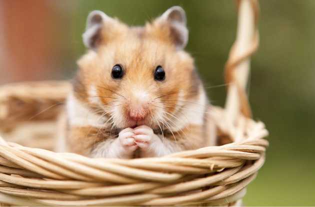exotic animal