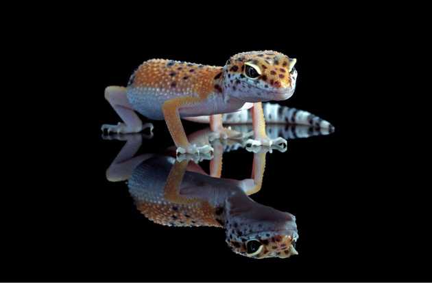 reptile wellness exam