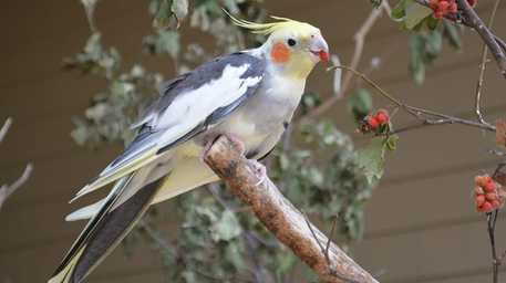 avian