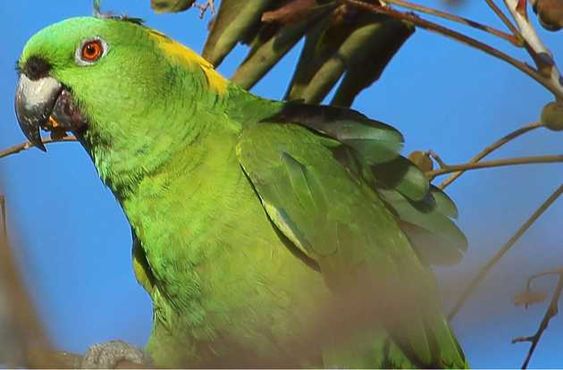 bird veterinarian