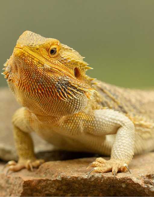 bearded dragon
