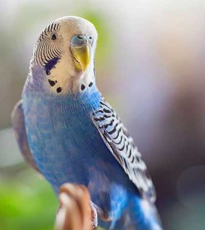 bird veterinarian