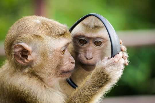 monkey looking at reflection