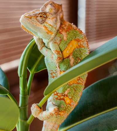 reptile
