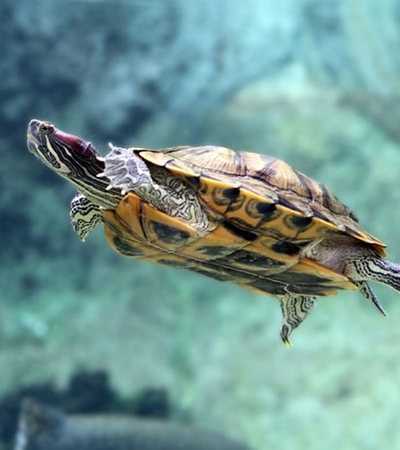 tortoise