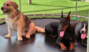 Three dogs relaxing together on the trampoline in the play yard