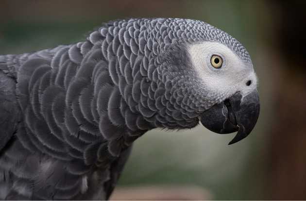 avian