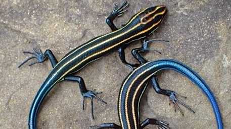 reptile