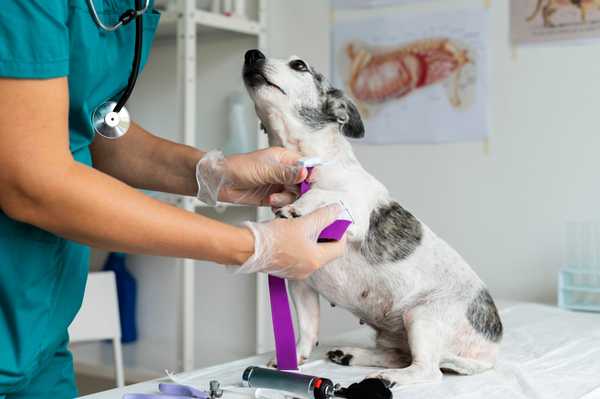 Country Club Animal Clinic