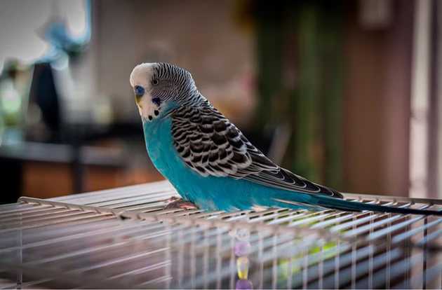 bird veterinarian