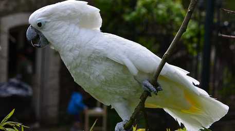 parrot