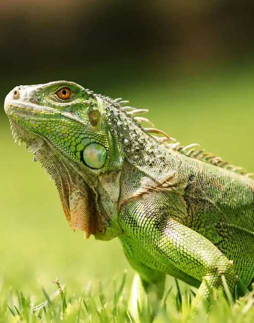 iguana