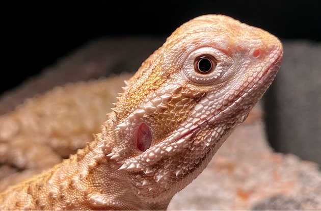 bearded dragon