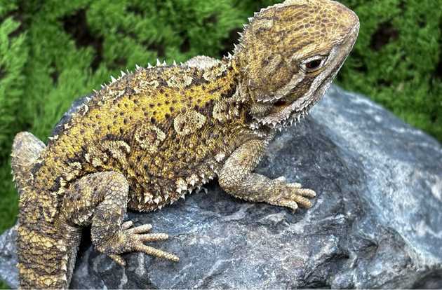 bearded dragon