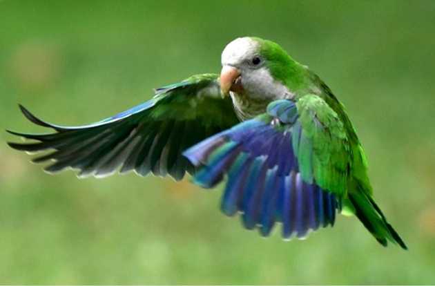 parrot