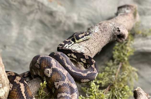snake