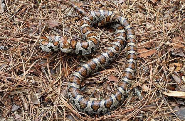 snake