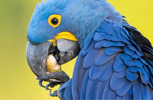parrot