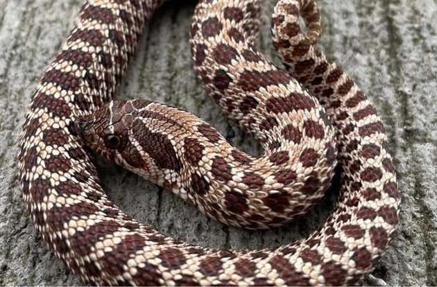 snake