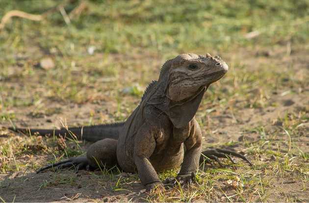 iguana