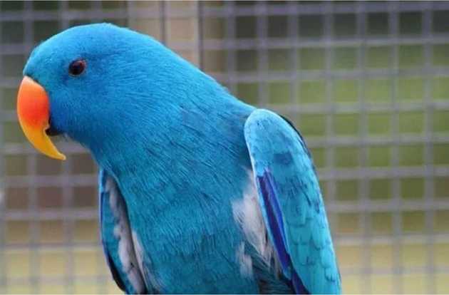 bird health check